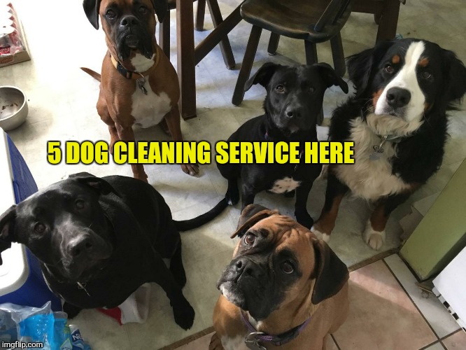 5 DOG CLEANING SERVICE HERE | made w/ Imgflip meme maker