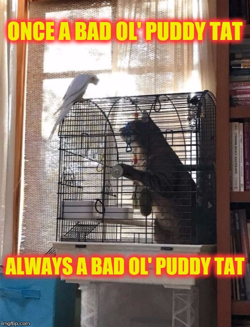 Hey Granny | ONCE A BAD OL' PUDDY TAT; ALWAYS A BAD OL' PUDDY TAT | image tagged in memes,looney tunes,tweety and sylvester,custom template | made w/ Imgflip meme maker