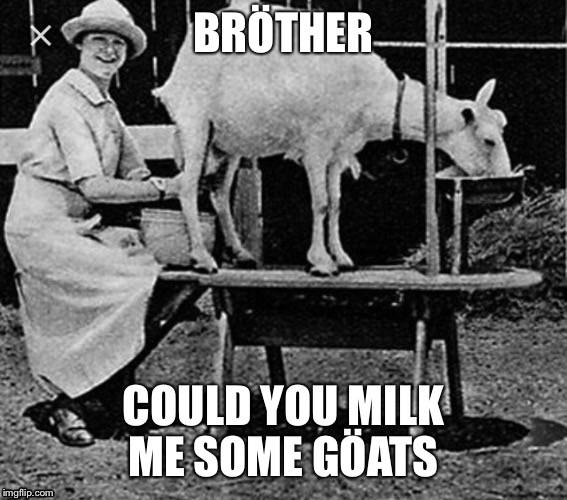 Göats brother | BRÖTHER; COULD YOU MILK ME SOME GÖATS | image tagged in gats | made w/ Imgflip meme maker