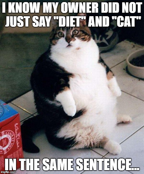 fat cat | I KNOW MY OWNER DID NOT JUST SAY "DIET" AND "CAT"; IN THE SAME SENTENCE... | image tagged in fat cat | made w/ Imgflip meme maker