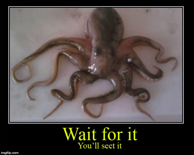 TF | image tagged in memes,octopus | made w/ Imgflip meme maker