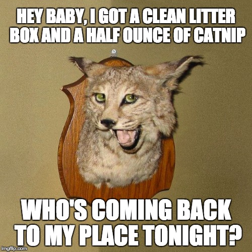 Bad taxidermy cat | HEY BABY, I GOT A CLEAN LITTER BOX AND A HALF OUNCE OF CATNIP; WHO'S COMING BACK TO MY PLACE TONIGHT? | image tagged in taxidermy,cats,ugly,date,date night | made w/ Imgflip meme maker