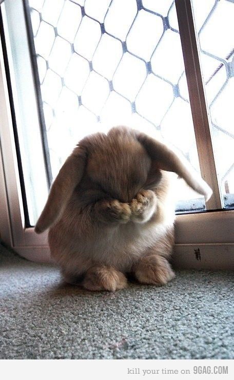 facepalm rabbit Blank Meme Template