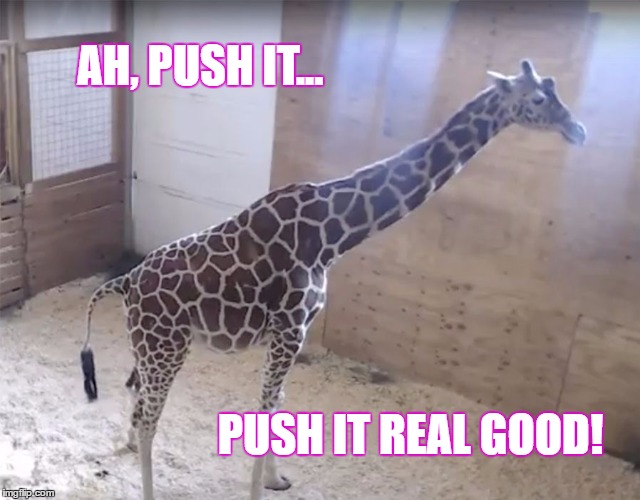 Spinderella cut it up one time!
@makethedonuts | AH, PUSH IT... PUSH IT REAL GOOD! | image tagged in april the giraffe,labor | made w/ Imgflip meme maker