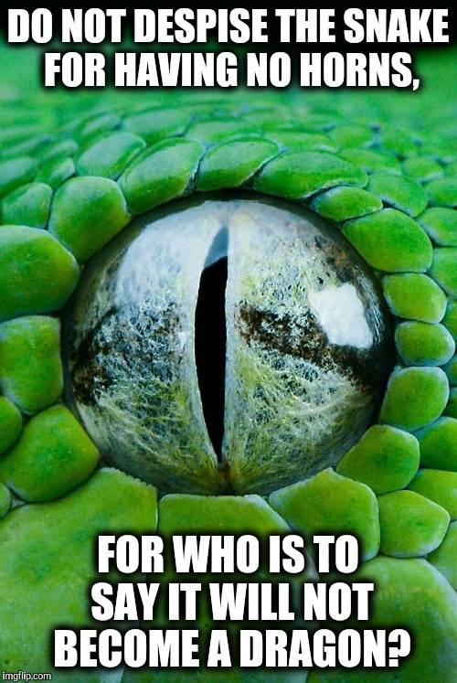DO NOT DESPISE THE SNAKE FOR HAVING NO HORNS, FOR WHO IS TO SAY IT WILL NOT BECOME A DRAGON? | image tagged in proverb | made w/ Imgflip meme maker