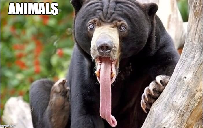 OMG Bear | ANIMALS | image tagged in omg bear | made w/ Imgflip meme maker