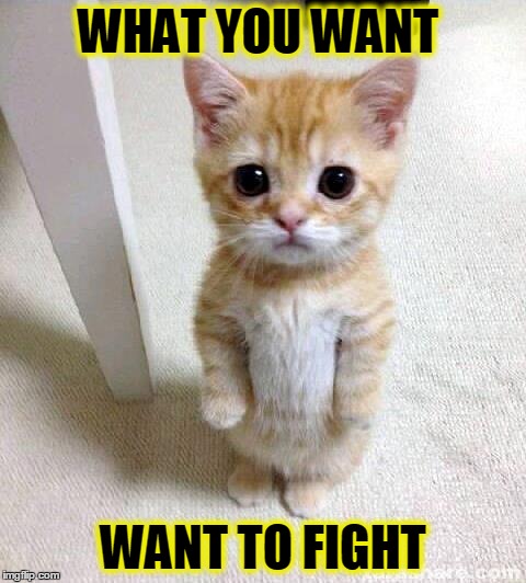 Cute Cat | WHAT YOU WANT; WANT TO FIGHT | image tagged in memes,cute cat | made w/ Imgflip meme maker