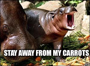 STAY AWAY FROM MY CARROTS | image tagged in memes,hippo | made w/ Imgflip meme maker