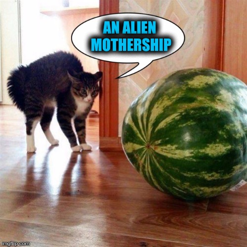 The Mind of a Cat | AN ALIEN MOTHERSHIP | image tagged in memes,funny cats,custom template | made w/ Imgflip meme maker