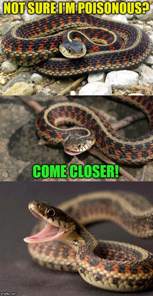 Snake Puns | NOT SURE I'M POISONOUS? COME CLOSER! | image tagged in snake puns | made w/ Imgflip meme maker