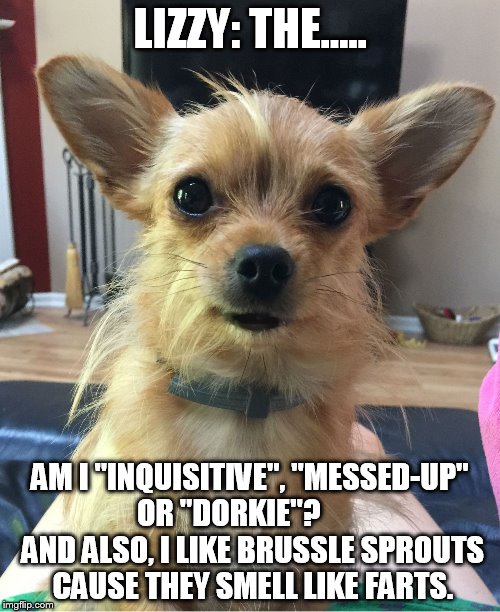 Lizzy: The Dorkie, sometimes, Inquisitive, and Messed-up... Yorkie | LIZZY: THE..... AM I "INQUISITIVE", "MESSED-UP" OR "DORKIE"?         AND ALSO, I LIKE BRUSSLE SPROUTS CAUSE THEY SMELL LIKE FARTS. | image tagged in funny,funny dogs,funny memes,dogs | made w/ Imgflip meme maker