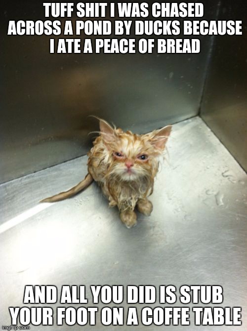 Kill You Cat Meme | TUFF SHIT I WAS CHASED ACROSS A POND BY DUCKS BECAUSE I ATE A PEACE OF BREAD; AND ALL YOU DID IS STUB YOUR FOOT ON A COFFE TABLE | image tagged in memes,kill you cat | made w/ Imgflip meme maker