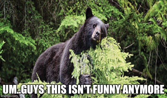 bears on tree | UM..GUYS THIS ISN'T FUNNY ANYMORE | image tagged in memes | made w/ Imgflip meme maker