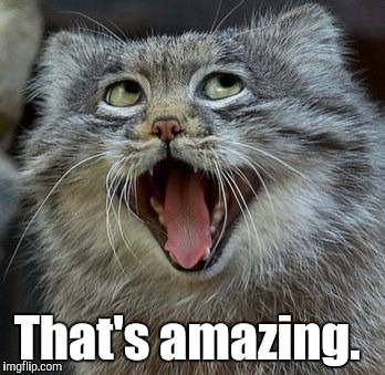 Cat | That's amazing. | image tagged in cat | made w/ Imgflip meme maker