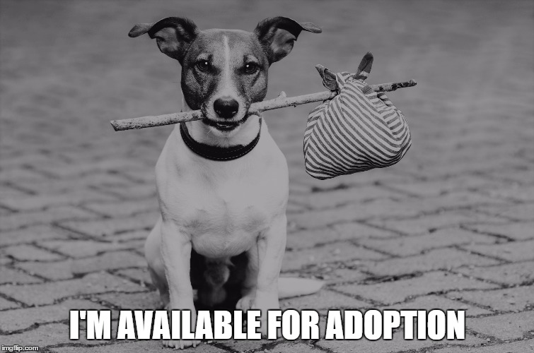 I'M AVAILABLE FOR ADOPTION | image tagged in rescue dog | made w/ Imgflip meme maker