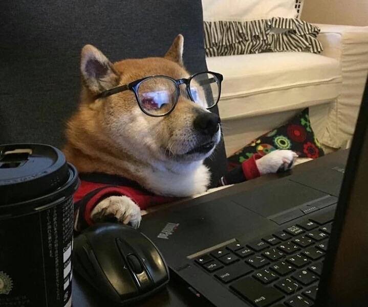 Doggo glasses Blank Meme Template