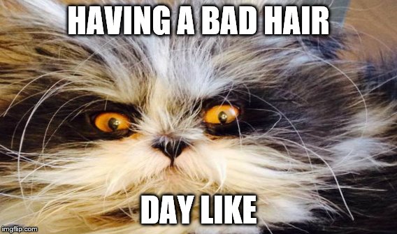 Most people in the morning  (I think...) | HAVING A BAD HAIR; DAY LIKE | image tagged in bad hair day | made w/ Imgflip meme maker