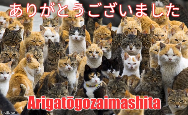 Thank you very much | ありがとうございました; Arigatōgozaimashita | image tagged in aoshima cat island,thank you,imgflip,cats | made w/ Imgflip meme maker