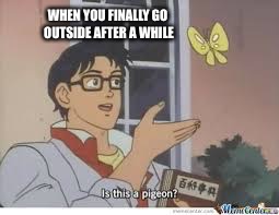butterfly Memes & GIFs - Imgflip