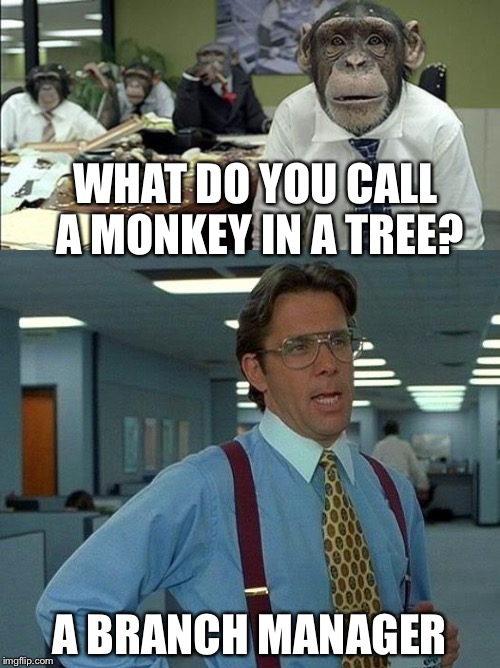 Monkey see monkey do | WHAT DO YOU CALL A MONKEY IN A TREE? A BRANCH MANAGER | image tagged in memes | made w/ Imgflip meme maker