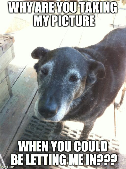 image tagged in cute,dogs,animals | made w/ Imgflip meme maker