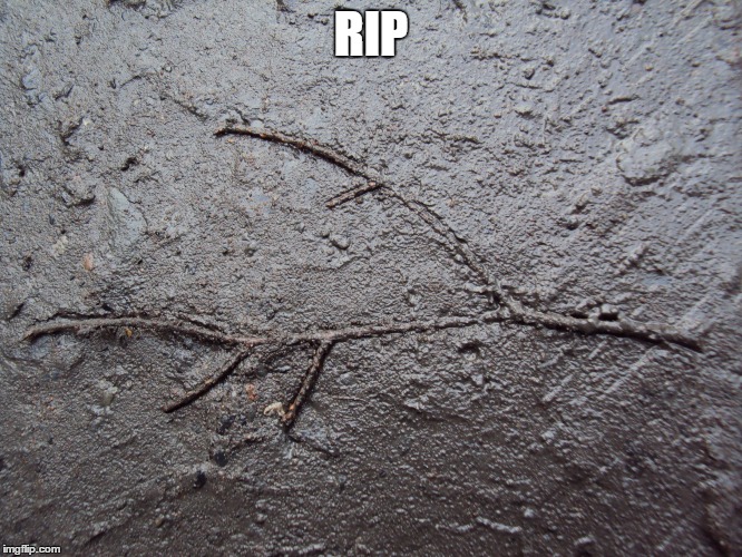 RIP | image tagged in stick in the mud | made w/ Imgflip meme maker