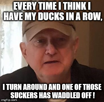 Dan For Memes | EVERY TIME I THINK I HAVE MY DUCKS IN A ROW, I TURN AROUND AND ONE OF THOSE SUCKERS HAS WADDLED OFF ! | image tagged in dan for memes | made w/ Imgflip meme maker