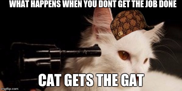 Dead Cat | WHAT HAPPENS WHEN YOU DONT GET THE JOB DONE; CAT GETS THE GAT | image tagged in dead cat,scumbag | made w/ Imgflip meme maker