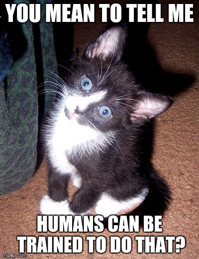 YOU MEAN TO TELL ME; HUMANS CAN BE TRAINED TO DO THAT? | image tagged in confused cat | made w/ Imgflip meme maker