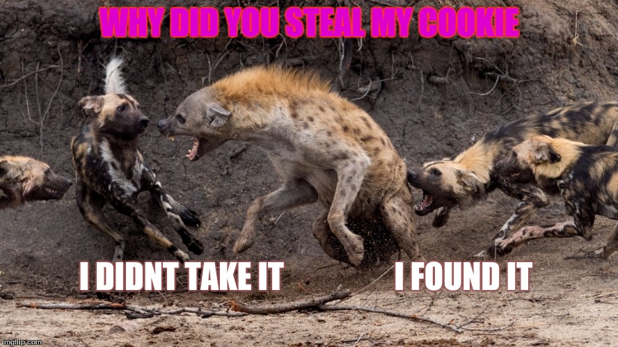 WHY DID YOU STEAL MY COOKIE; I DIDNT TAKE IT                  I FOUND IT | image tagged in i have ragrets dog | made w/ Imgflip meme maker