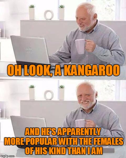 OH LOOK, A KANGAROO AND HE'S APPARENTLY MORE POPULAR WITH THE FEMALES OF HIS KIND THAN I AM | made w/ Imgflip meme maker