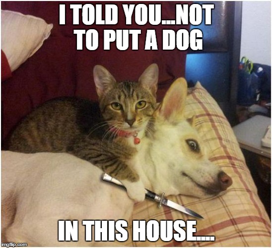 Warning killer cat | I TOLD YOU...NOT TO PUT A DOG; IN THIS HOUSE.... | image tagged in warning killer cat | made w/ Imgflip meme maker