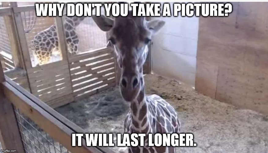 APRIL THE PREGNANT GIRAFFE | WHY DON'T YOU TAKE A PICTURE? IT WILL LAST LONGER. | image tagged in giraffe | made w/ Imgflip meme maker