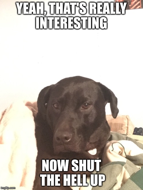 Shut Up Dog | YEAH, THAT'S REALLY INTERESTING; NOW SHUT THE HELL UP | image tagged in dogs,shutup | made w/ Imgflip meme maker