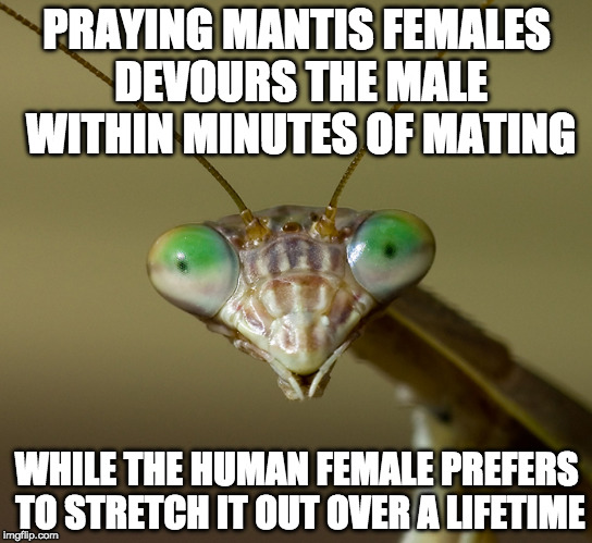 The more you know! | PRAYING MANTIS FEMALES DEVOURS THE MALE WITHIN MINUTES OF MATING; WHILE THE HUMAN FEMALE PREFERS TO STRETCH IT OUT OVER A LIFETIME | image tagged in praying mantis head,praying mantis,devour,lifetime,mate | made w/ Imgflip meme maker