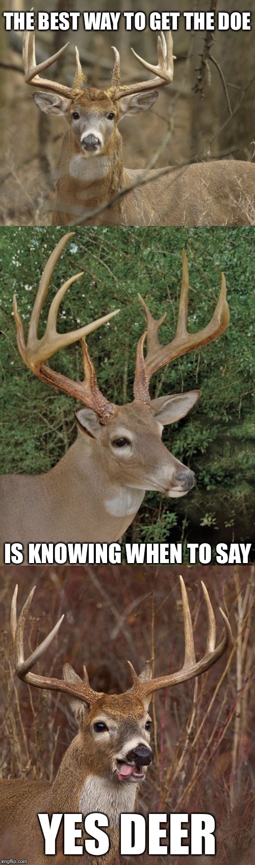 Bad Pun Buck | THE BEST WAY TO GET THE DOE; IS KNOWING WHEN TO SAY; YES DEER | image tagged in bad pun buck,memes,funny | made w/ Imgflip meme maker
