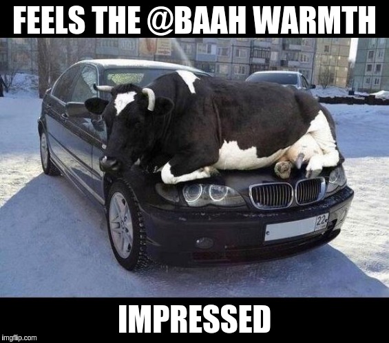 warm animals | FEELS THE @BAAH WARMTH; IMPRESSED | image tagged in warm animals | made w/ Imgflip meme maker