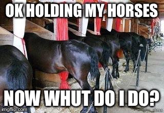 Hold your horses? | OK HOLDING MY HORSES; NOW WHUT DO I DO? | image tagged in horses asses 2 | made w/ Imgflip meme maker
