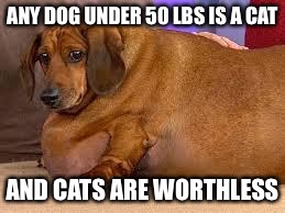 fat dog | ANY DOG UNDER 50 LBS IS A CAT; AND CATS ARE WORTHLESS | image tagged in fat dog | made w/ Imgflip meme maker
