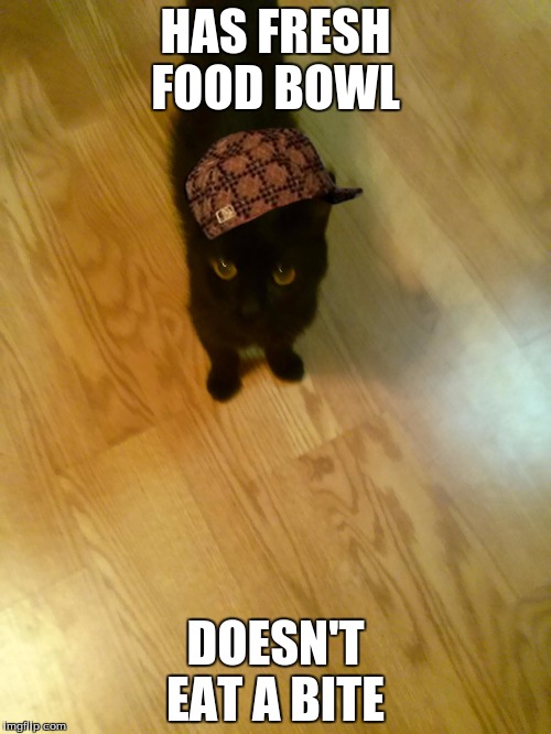 Bad Cat | HAS FRESH FOOD BOWL; DOESN'T EAT A BITE | image tagged in cats | made w/ Imgflip meme maker