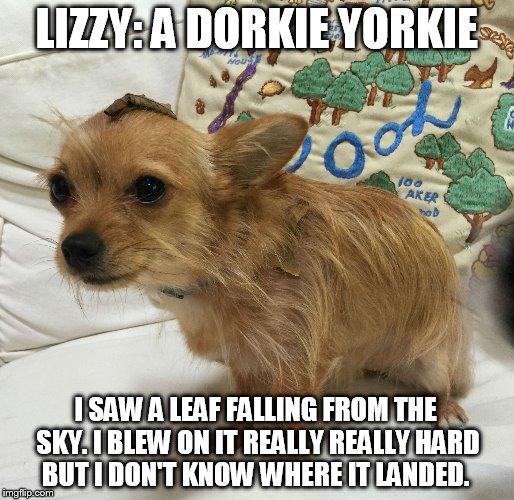 Lizzy: A Dorkie Yorkie | LIZZY: A DORKIE YORKIE; I SAW A LEAF FALLING FROM THE SKY. I BLEW ON IT REALLY REALLY HARD BUT I DON'T KNOW WHERE IT LANDED. | image tagged in funny memes,funny dogs,dogs | made w/ Imgflip meme maker