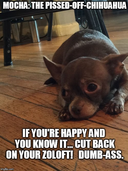 Mocha: The Pissed-Off-Chihuahua. |  MOCHA: THE PISSED-OFF-CHIHUAHUA; IF YOU'RE HAPPY AND YOU KNOW IT... CUT BACK ON YOUR ZOLOFT!   DUMB-ASS. | image tagged in funny,funny memes,funny chihuahua,funny  dogs,dogs | made w/ Imgflip meme maker