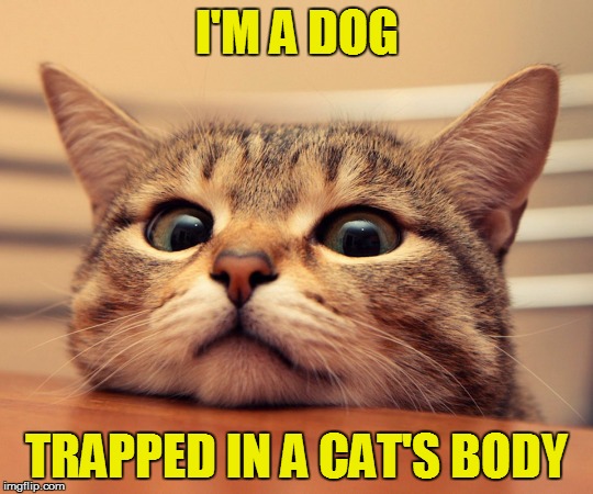 I'M A DOG TRAPPED IN A CAT'S BODY | made w/ Imgflip meme maker