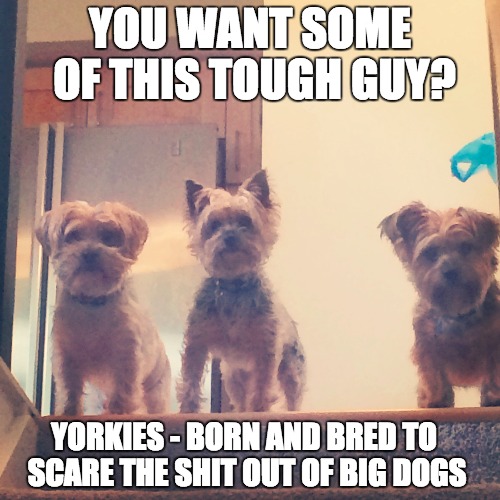 Yorkies vs Big Dogs | YOU WANT SOME OF THIS TOUGH GUY? YORKIES - BORN AND BRED TO SCARE THE SHIT OUT OF BIG DOGS | image tagged in big dog little dog,reservoir dogs,watch dogs,napoleon,cute puppies,furry facepalm | made w/ Imgflip meme maker