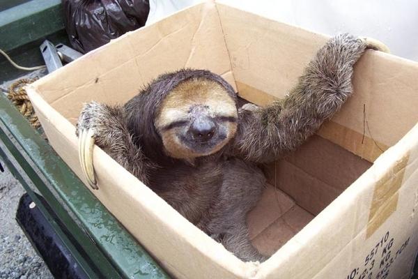 Happy Sloth Blank Meme Template