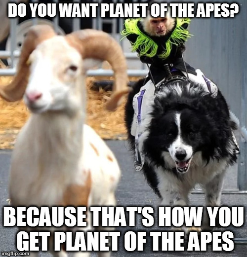 That focus, that intensity | DO YOU WANT PLANET OF THE APES? BECAUSE THAT'S HOW YOU GET PLANET OF THE APES | image tagged in memes,archer,planet of the apes,monkey,dog,goat | made w/ Imgflip meme maker