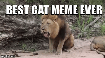 best cat meme ever | BEST CAT MEME EVER | image tagged in gifs | made w/ Imgflip video-to-gif maker