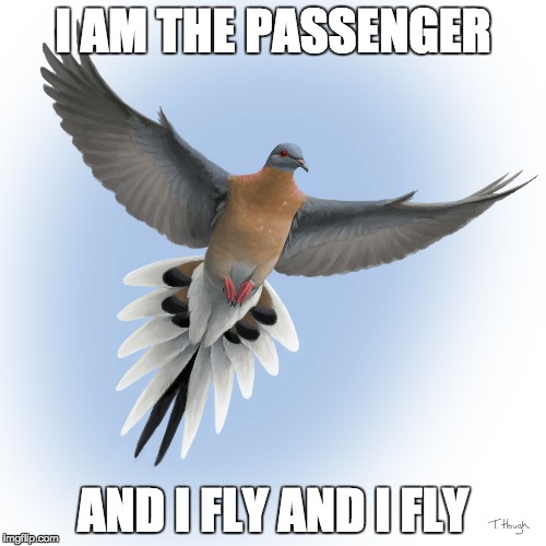 I AM THE PASSENGER AND I FLY AND I FLY | I AM THE PASSENGER; AND I FLY AND I FLY | image tagged in passenger pigeon | made w/ Imgflip meme maker
