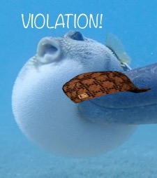AAAAAAAAAA | image tagged in pufferfish,violation,animals,dolphins | made w/ Imgflip meme maker