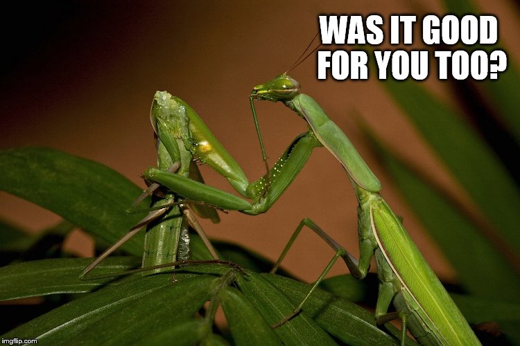 Giving head the hard way | WAS IT GOOD FOR YOU TOO? | image tagged in praying mantis,giving head,insex,insect sex | made w/ Imgflip meme maker